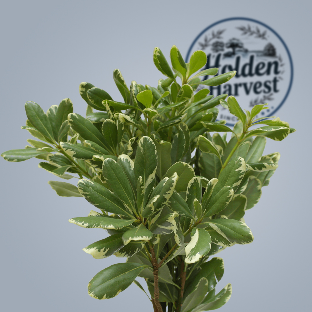 Pittosporum3